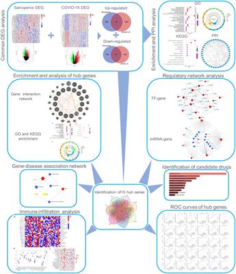 Bioinformatics and system biology approach to identify potential common pathogenesis for COVID-19 infection and sarcopenia